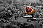 Kastanie als Colorkey - CK