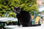 Katze beim Sonnenbad