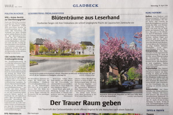 Japanische Wildkirschblüte in Gladbeck in der WAZ