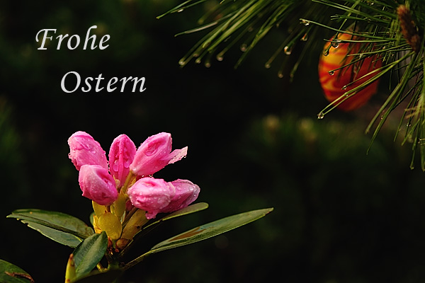 Frohe Ostern 2011 Ostergruß