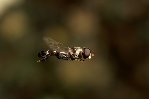 Platz 2: Male hoverfly